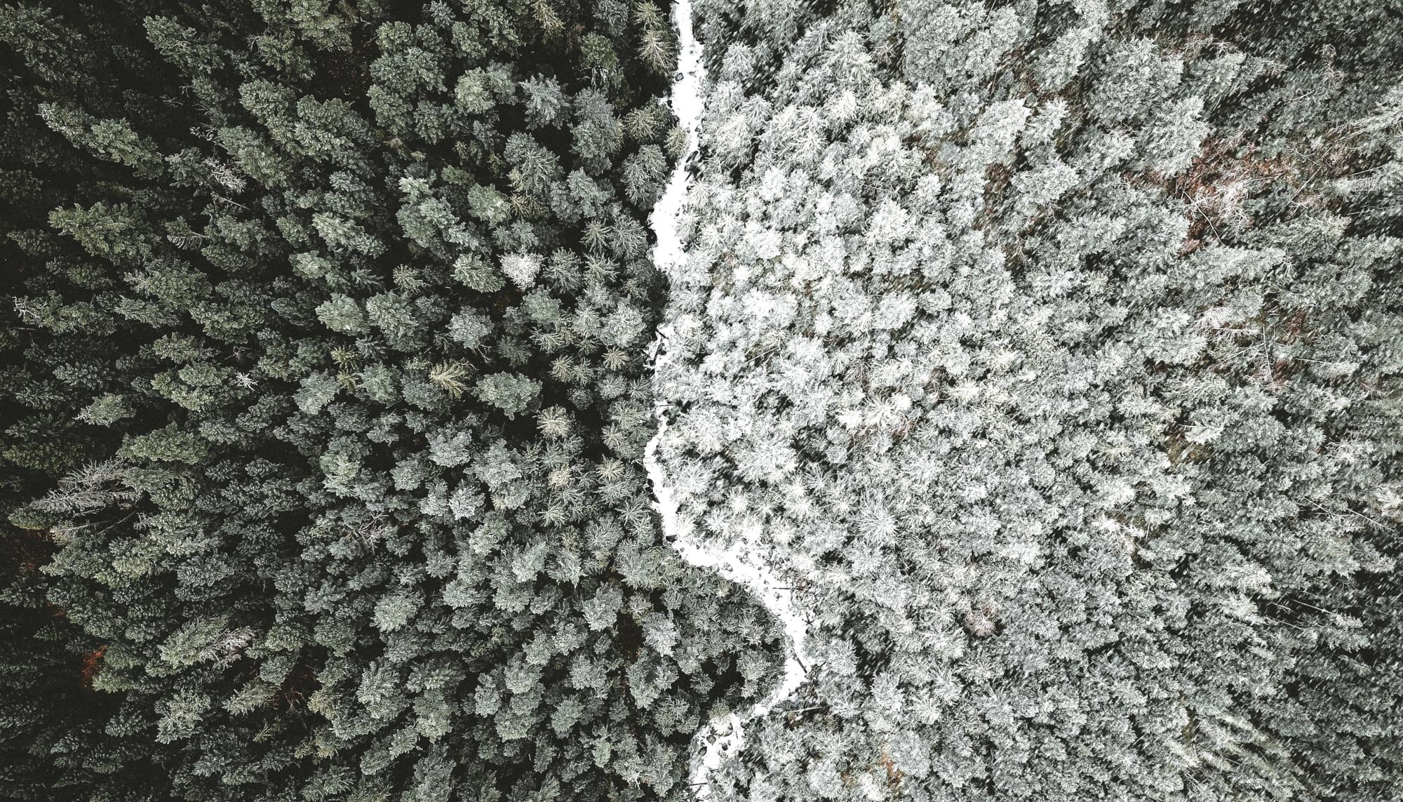 Cambio climático bosque